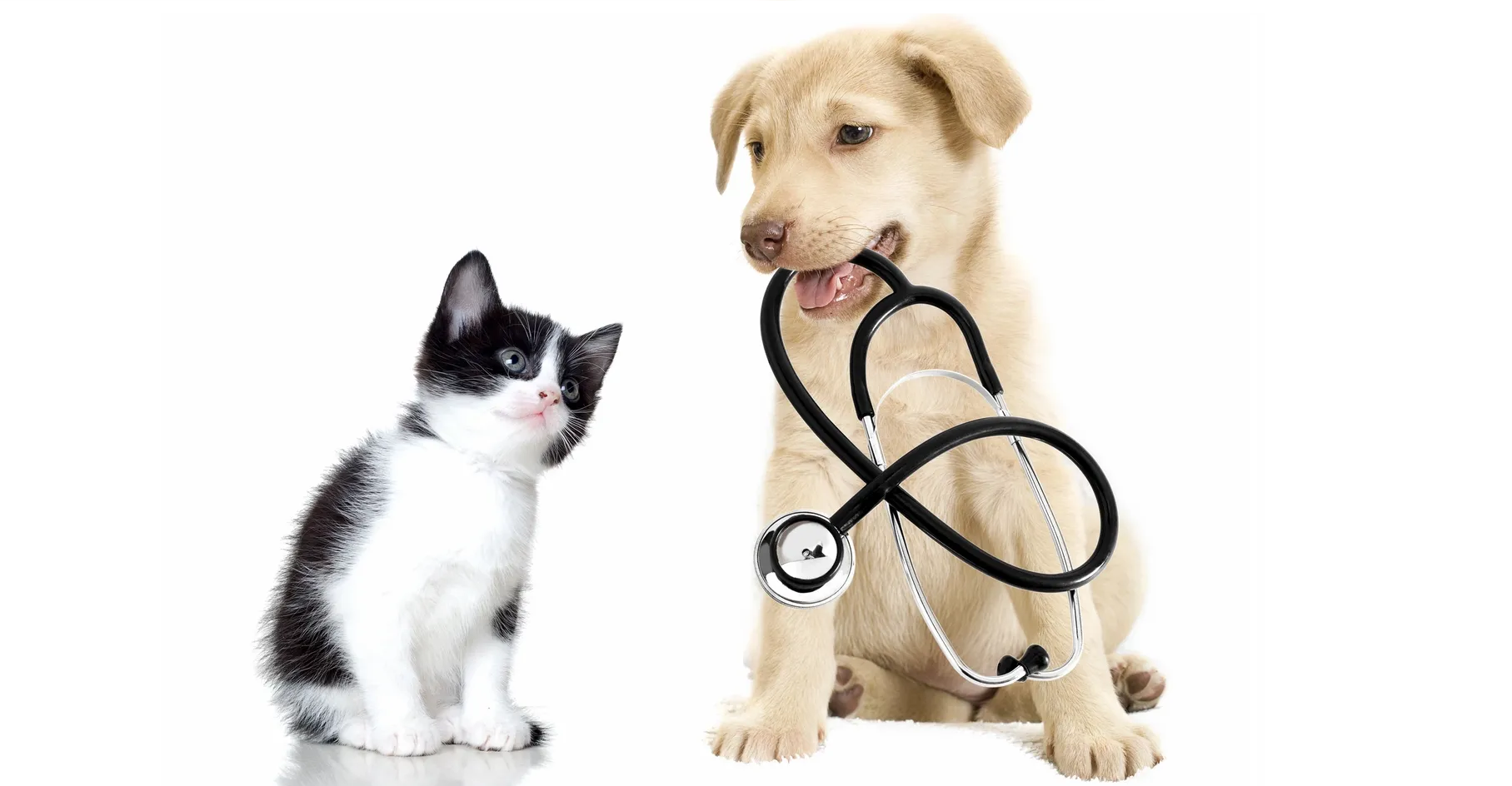 Állatorvos a praxisban