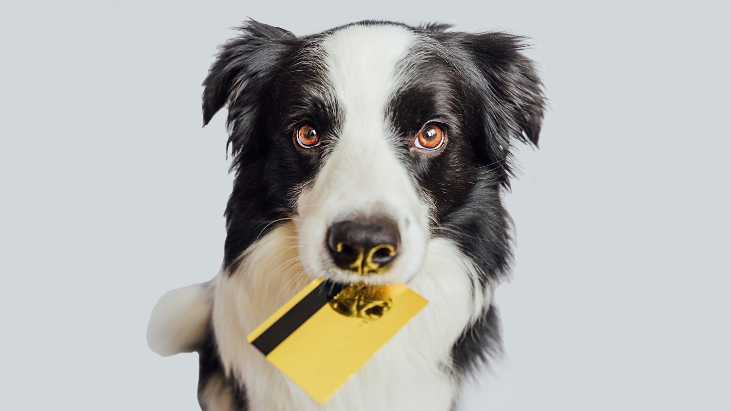 Állatorvosi szolgáltatások